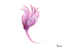 Load image into Gallery viewer, Sea Lily
